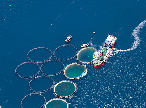 Derul Cable: Advancing Innovation in Sea Farm Industry Applications